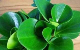 豆瓣绿摘心打顶时间与方法详解（豆瓣绿摘心打顶的操作步骤和注意事项）