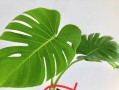 龟背竹的土壤适宜种植（选择合适土壤，让龟背竹健康成长）