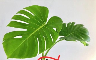 龟背竹的土壤适宜种植（选择合适土壤，让龟背竹健康成长）