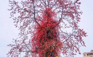 木棉花能否开出果实？（探究木棉花的果实成长历程）