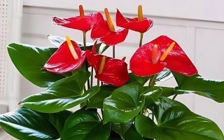 红掌的光照需求剖析（红掌喜欢阳光还是阴凉？一文告诉你！）