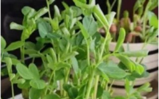 花生发芽长叶全过程详解（从发芽前到结果成熟，一步步掌握关键要点）