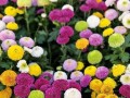 乒乓球球花的种植与养护（掌握关键技巧，打造美丽球花花园）