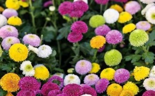 乒乓球球花的种植与养护（掌握关键技巧，打造美丽球花花园）