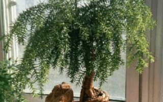 如何种植袖珍椰子树——阳光与阴影的平衡（掌握袖珍椰子树喜阳与喜阴的要点，轻松打造热带风情园林）
