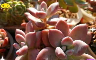 探究玛格丽特的喜阳或喜阴特质