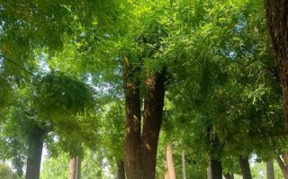 公墓适合种植什么树？（探索适合公墓的树种，为先人营造舒适环境）
