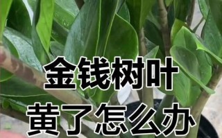 金钱树黄叶问题解决方法（保养技巧让你的金钱树长青）