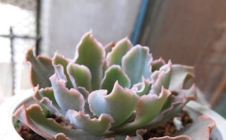 如何修剪以红边碧玉？（从修剪技巧到护理方法，打造一盆健康美丽的红边碧玉）
