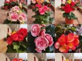 夫妻海棠花——你值得拥有的养花新宠（家里养海棠花方法详解，让你轻松打造花园级美景）