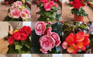 夫妻海棠花——你值得拥有的养花新宠（家里养海棠花方法详解，让你轻松打造花园级美景）