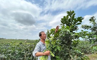 蜜柚亩产量及其影响因素（探究蜜柚产量与品种、气候、土壤等因素的关系）