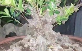 台湾虎皮榕的养护指南（打造健康美丽的台湾虎皮榕，从养护开始）