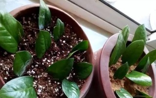 用叶繁殖的植物（探讨叶繁殖技术及适用植物种类）