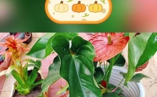 以红运当头花的管理之道（掌握关键技巧，实现繁花似锦）