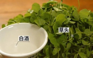 草头之美（探究草头的营养价值与食用方法）