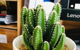 龙须兰的冬季保护（如何保护你的龙须兰过冬？）