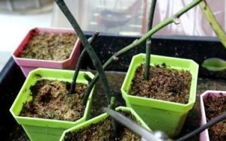 以丝袜蝴蝶兰花叶为主题的创意手工艺品制作方法（美丽独特的丝袜蝴蝶兰，用花叶做手工艺品吧！）