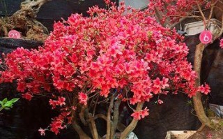 映山红夏天养护指南（映山红夏天养护技巧，助你打造美丽花园）