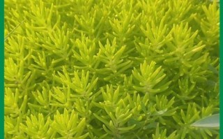 黄金草的种植与养护（上盆时间、养护技巧与繁殖方法）