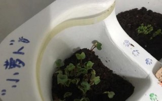 如何正确浇水满天星？（轻松掌握满天星的浇水技巧，让你的花草生机勃勃！）