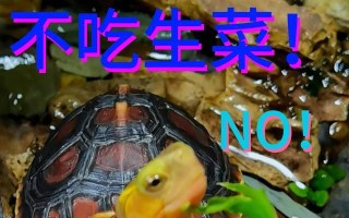 生菜与禁忌食物搭配，你知道多少？（生菜的饮食禁忌及影响健康的食物）