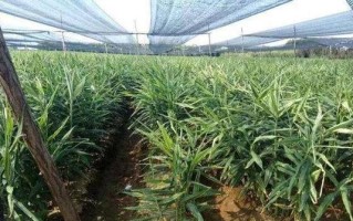 生姜追肥的最佳肥料选择（生姜的生长发育与肥料选择）