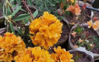 杜鹃花能否放置卧室？（了解杜鹃花的性质和适应环境）