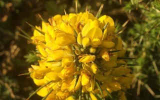 黄金雀花期一览（了解黄金雀的开花时间，让你更好地欣赏它的美）