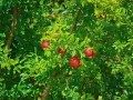 石榴种植时间详解（掌握种植时机，收获更丰盛）