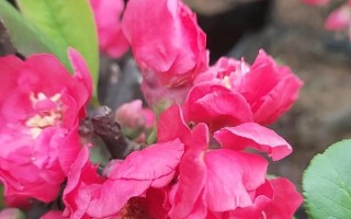 海棠花的种植与养护（打造美丽庭院的好选择）