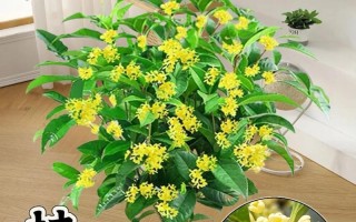 盆栽桂花修剪指南（打造精致盆栽，让桂花持续盛放）