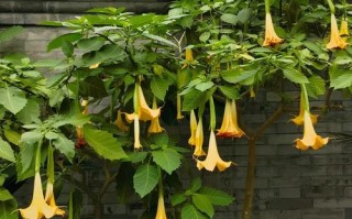 曼陀罗花在室内养护的适宜性分析