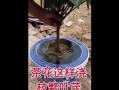以茶花叶子为主题的清理方法（快速清理茶花叶子的技巧与建议）