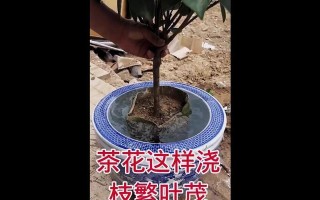 以茶花叶子为主题的清理方法（快速清理茶花叶子的技巧与建议）