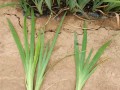 全面了解鸢尾花的栽培方法与技巧（从种植到护理，打造美丽的鸢尾花园）