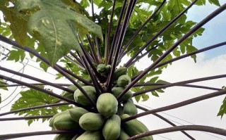 湖南木瓜种植全面解析（一起了解湖南木瓜的种植、养护及市场前景）