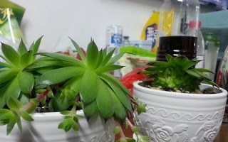 观音莲的繁殖方法详解（时间、步骤、注意事项，教你轻松繁殖观音莲）