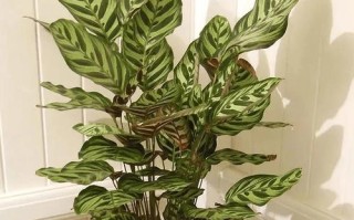 孔雀竹芋——喜光的绿色花卉（探秘孔雀竹芋的生长特点及养护技巧）
