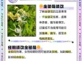 金银花的花语和寓意（探究金银花所代表的含义和象征）