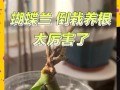 蝴蝶兰基质发霉的处理方法（蝴蝶兰基质发霉的危害及预防措施）