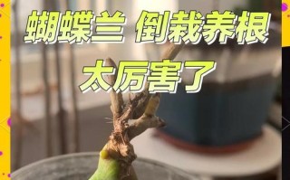 蝴蝶兰基质发霉的处理方法（蝴蝶兰基质发霉的危害及预防措施）