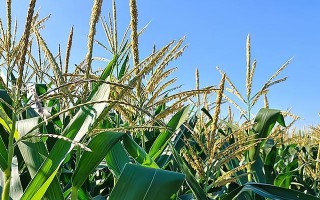 春玉米播种时间及栽培技巧（春玉米的生长特点及注意事项）