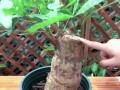 如何补救发财树皮烂的问题（快速有效的方法修复受损的发财树皮）