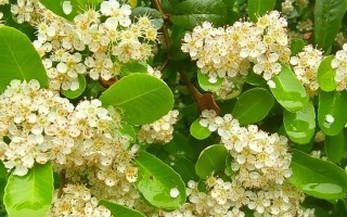火棘开花结果的季节（探秘火棘的开花结果季节和魅力）