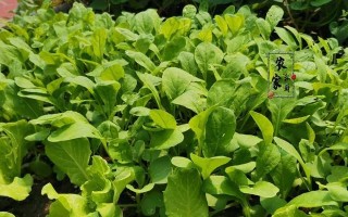 15种适合种植在深秋的花卉和绿色植物（15种适合种植在深秋的花卉和绿色植物）