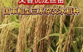 水稻种子的外观与特征（探究水稻种子的形态、大小、颜色、质地、萌发能力等特征）