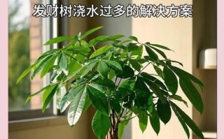 冬季如何正确浇水发财树（室内养发财树的冬季浇水指南）