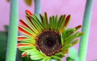 如何有效防治非洲菊叶子发黄？（掌握关键因素、采取科学措施、保障营养均衡）