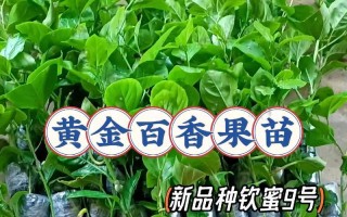 百香果的生长周期及栽培技术（了解百香果的生长周期，掌握栽培技巧，丰收大丰收！）